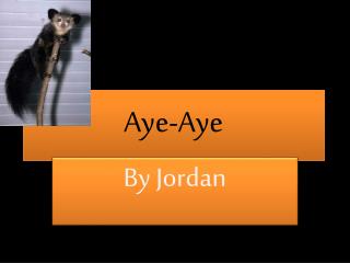 Aye-Aye