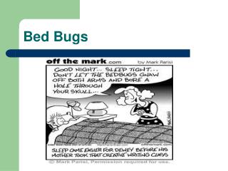 Bed Bugs