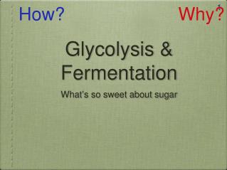 Glycolysis &amp; Fermentation