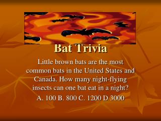 Bat Trivia