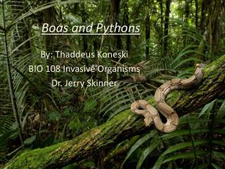 Boas and Pythons