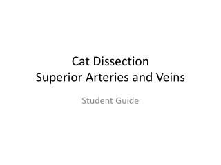 Cat Dissection Superior Arteries and Veins