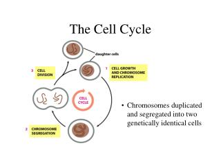 The Cell Cycle