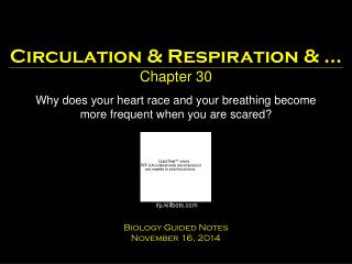 Circulation &amp; Respiration &amp; … Chapter 30