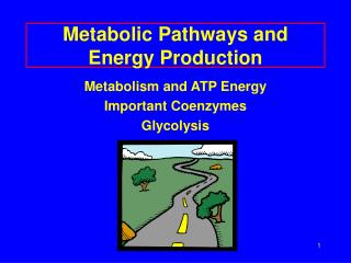 Metabolic Pathways and Energy Production