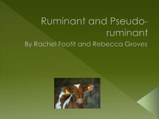 Ruminant and Pseudo- ruminant