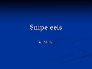 Snipe eels