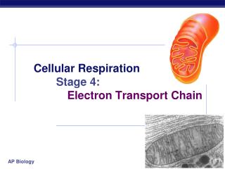 Cellular Respiration Stage 4: 		Electron Transport Chain