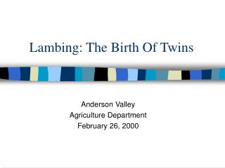 Lambing: The Birth Of Twins