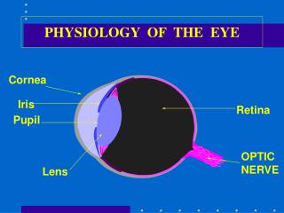 PHYSIOLOGY OF THE EYE