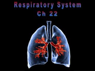 Respiratory System