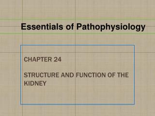 Chapter 24 Structure and Function of the Kidney