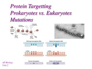 Protein Targetting Prokaryotes vs. Eukaryotes Mutations