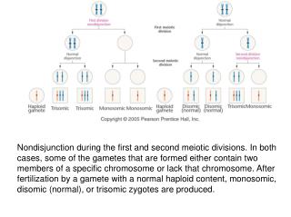 Spectral karyotyping of human chromosomes utilizing differentially labeled “painting” probes.