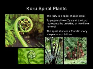 Koru Spiral Plants