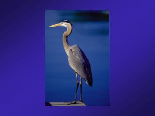 Great Blue Heron