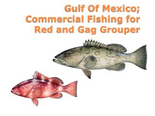 Gulf Of Mexico; Commercial Fishing for Red and Gag Grouper