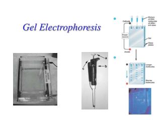 Gel Electrophoresis