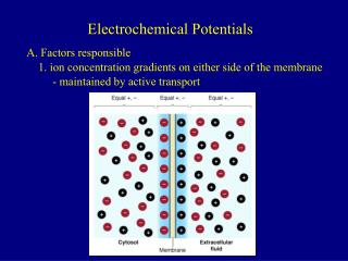 Electrochemical Potentials