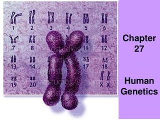 Chapter 27 Human Genetics