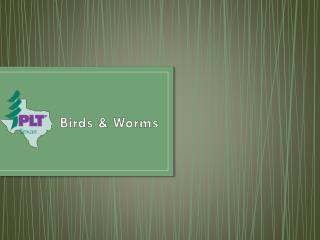 Birds & Worms