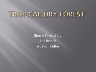 Tropical Dry Forest