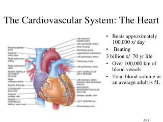 The Cardiovascular System: The Heart