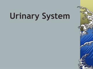 Urinary System