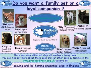 Do you want a family pet or a loyal companion ?