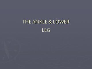 THE ANKLE &amp; LOWER LEG