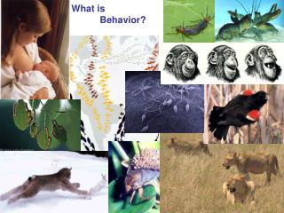 What is 	Behavior?