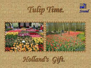 Tulip Time.