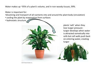 Water makes up ~95% of a plant’s volume, and in non-woody tissues, 99%. Water is important for: