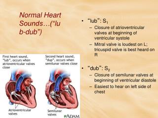 Normal Heart Sounds…( “ lub-dub ” )