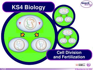 KS4 Biology