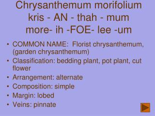 Chrysanthemum morifolium kris - AN - thah - mum more- ih -FOE- lee -um