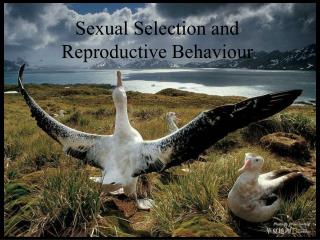 Sexual Selection and Reproductive Behaviour