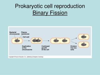 Prokaryotic cell reproduction Binary Fission