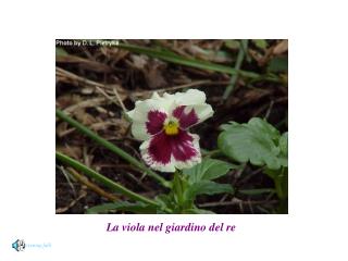 La viola nel giardino del re