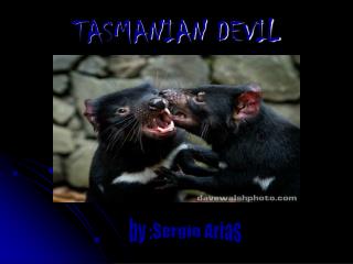 TASMANIAN DEVIL