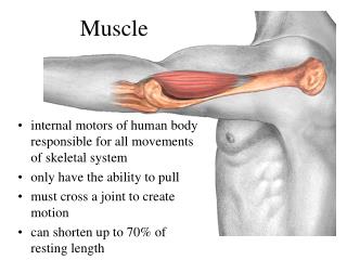 Muscle