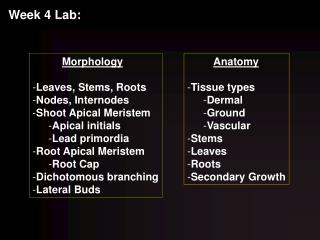 Morphology Leaves, Stems, Roots Nodes, Internodes Shoot Apical Meristem Apical initials