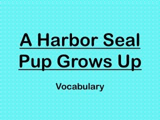 A Harbor Seal Pup Grows Up