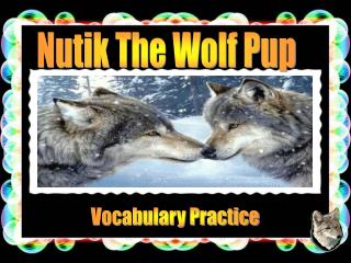 Nutik The Wolf Pup