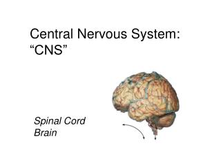 Central Nervous System: “CNS”