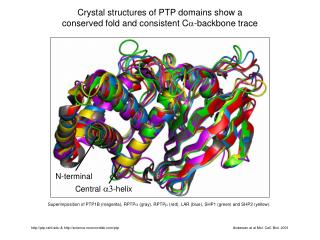 Crystal structures of PTP domains show a conserved fold and consistent C a -backbone trace