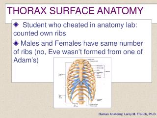 THORAX SURFACE ANATOMY