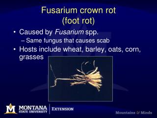 Fusarium crown rot (foot rot)