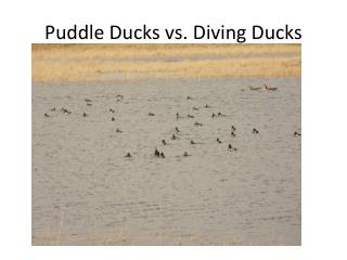 Puddle Ducks vs. Diving Ducks