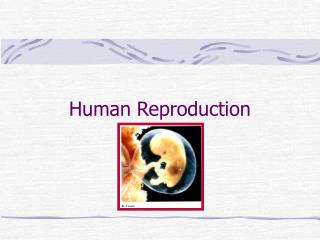 Human Reproduction